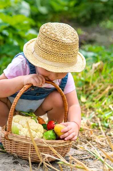 Seorang Anak Dengan Panen Sayuran Kebun Fokus Selektif Makanan — Stok Foto