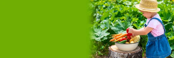 Child Harvest Vegetables Garden Selective Focus Food — Fotografia de Stock