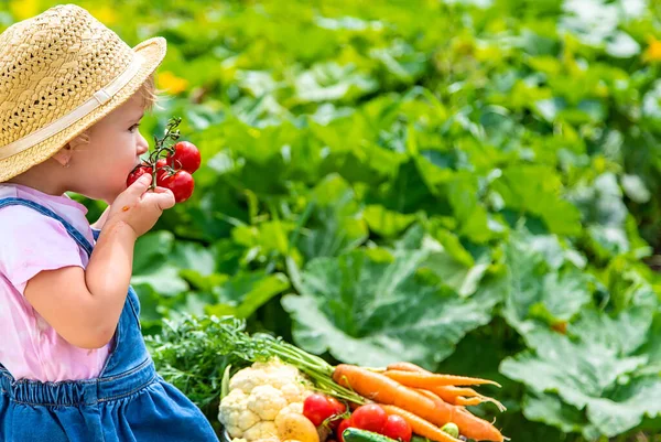 Seorang Anak Dengan Panen Sayuran Kebun Fokus Selektif Makanan — Stok Foto