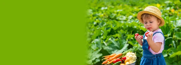 Child Harvest Vegetables Garden Selective Focus Food — Stockfoto