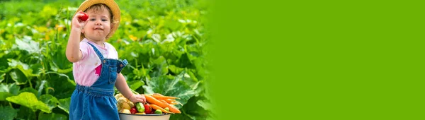 Child Harvest Vegetables Garden Selective Focus Food — Stock Photo, Image