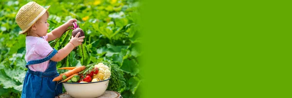 Child Harvest Vegetables Garden Selective Focus Food — Stok fotoğraf