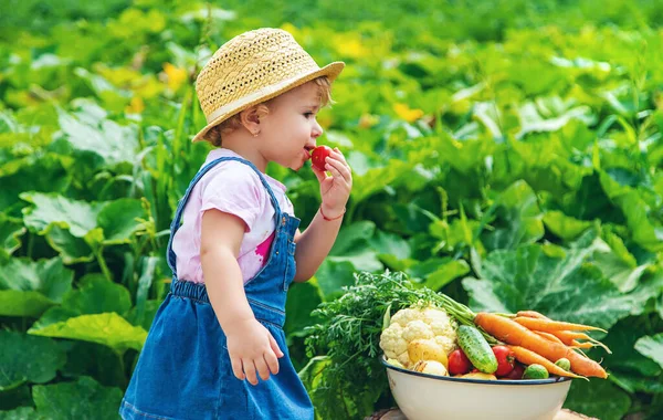 Seorang Anak Dengan Panen Sayuran Kebun Fokus Selektif Makanan — Stok Foto