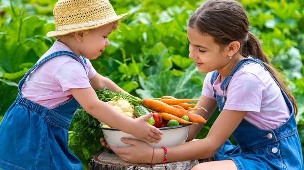 Child Harvest Vegetables Garden Selective Focus Food — Stok fotoğraf