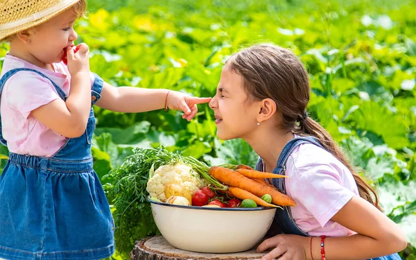 Child Harvest Vegetables Garden Selective Focus Food — Stok Foto