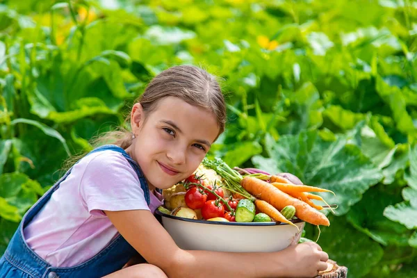 Child Harvest Vegetables Garden Selective Focus Food — ストック写真