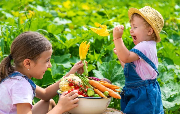 Seorang Anak Dengan Panen Sayuran Kebun Fokus Selektif Makanan — Stok Foto