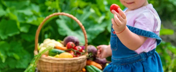 Child Harvest Vegetables Garden Selective Focus Food — Fotografia de Stock