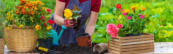 Woman Planting Flowers Garden Selective Focus People — Stockfoto