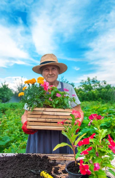 Старшая Женщина Сажает Цветы Саду Выборочный Фокус Люди — стоковое фото