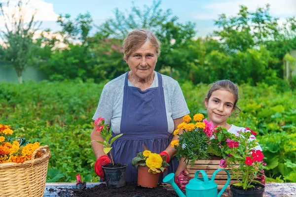 Бабушка Внучка Сажают Цветы Саду Выборочный Фокус Люди — стоковое фото