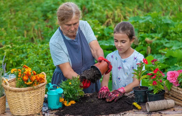 Women Grandmother Granddaughter Planting Flowers Garden Selective Focus People — ストック写真