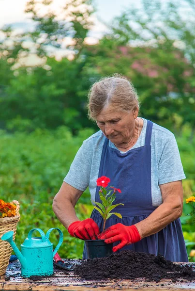 Senior Woman Planting Flowers Garden Selective Focus People — Stockfoto