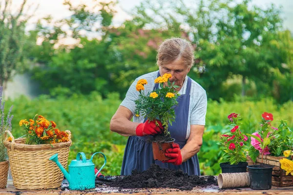 Senior Woman Planting Flowers Garden Selective Focus People — Stock fotografie