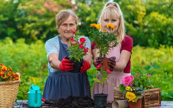 Бабушка Внучка Сажают Цветы Саду Выборочный Фокус Люди — стоковое фото