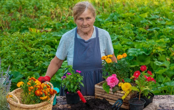 Старшая Женщина Сажает Цветы Саду Выборочный Фокус Люди — стоковое фото