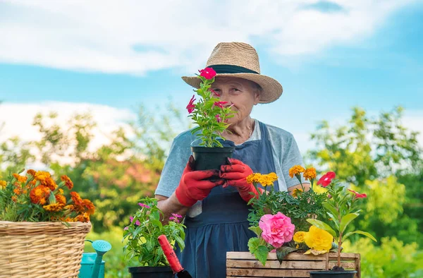 Senior Woman Planting Flowers Garden Selective Focus People — Stock fotografie