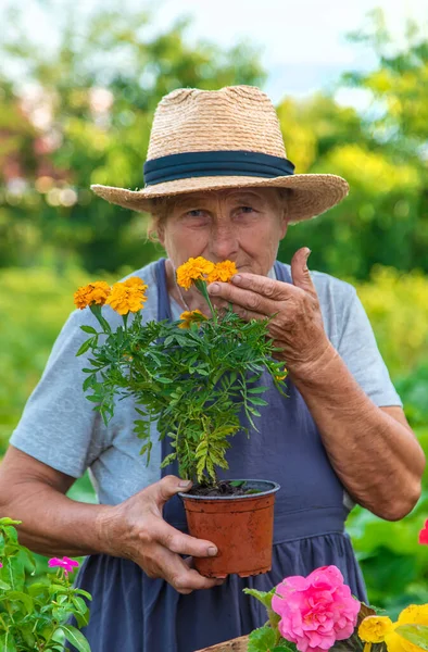 Senior Woman Planting Flowers Garden Selective Focus People — Stockfoto