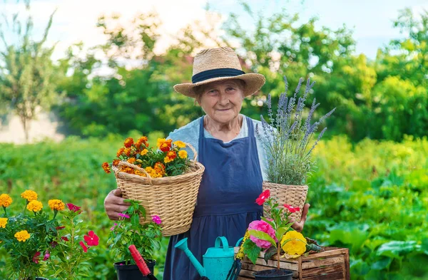 Senior Woman Planting Flowers Garden Selective Focus People — Photo