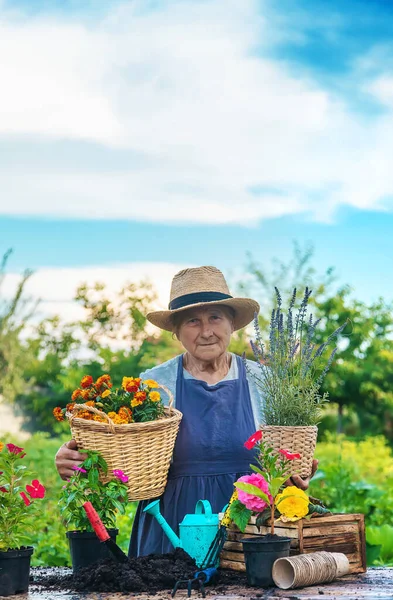 Senior Woman Planting Flowers Garden Selective Focus People — Stock Photo, Image