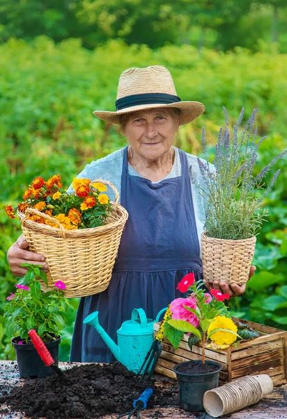 Senior Woman Planting Flowers Garden Selective Focus People — Stok fotoğraf