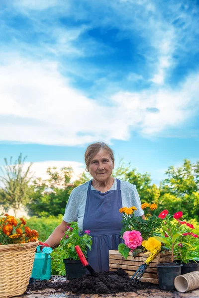 Senior Woman Planting Flowers Garden Selective Focus People — Stok fotoğraf