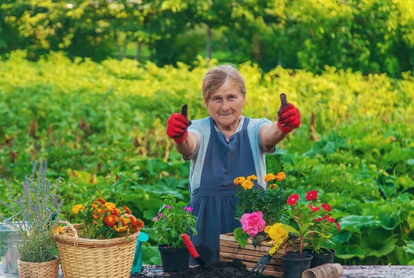 Senior Woman Planting Flowers Garden Selective Focus People — Stockfoto