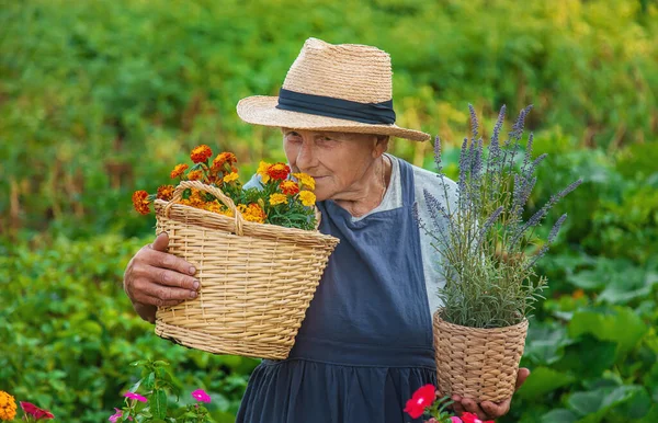 Senior Woman Planting Flowers Garden Selective Focus People — Stockfoto