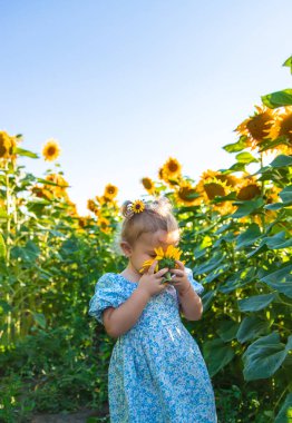 A child in a field of sunflowers. Ukraine. Selective focus. Nature.