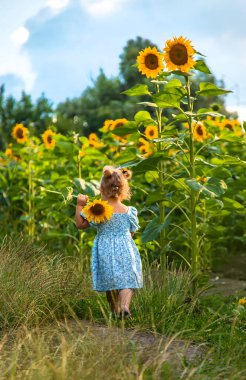 A child in a field of sunflowers. Ukraine. Selective focus. Nature.
