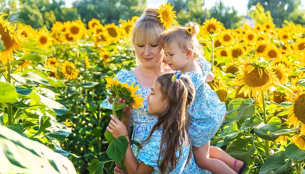 Family Photo Field Sunflowers Ukraine Selective Focus Nature — Zdjęcie stockowe
