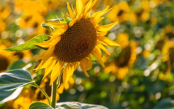 Blooming Field Sunflowers Ukraine Selective Focus Nature — ストック写真