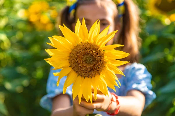 Child Field Sunflowers Ukraine Selective Focus Nature —  Fotos de Stock