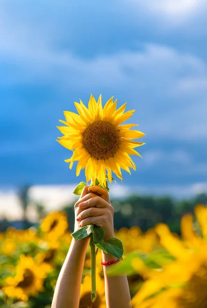 Blooming Field Sunflowers Ukraine Selective Focus Nature — Stock Fotó