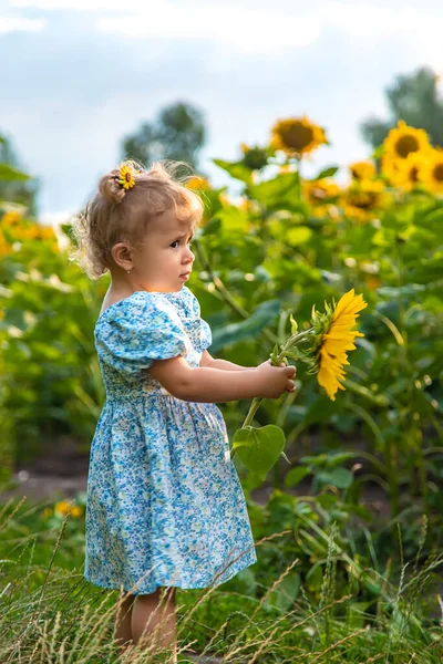 Child Field Sunflowers Ukraine Selective Focus Nature —  Fotos de Stock