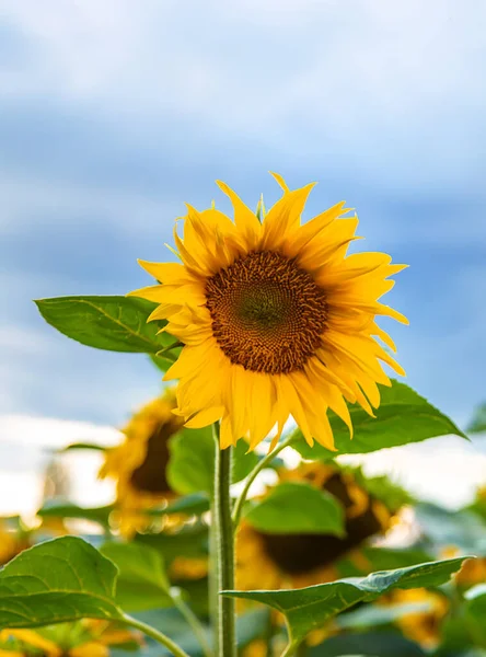 Blooming Field Sunflowers Ukraine Selective Focus Nature — ストック写真