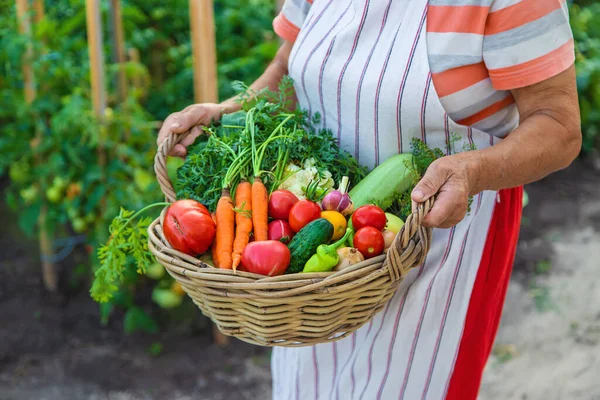 Senior Woman Harvesting Vegetables Garden Selective Focus Food — Stockfoto