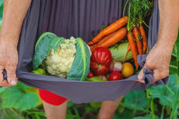 Senior Woman Harvesting Vegetables Garden Selective Focus Food — Stock Photo, Image