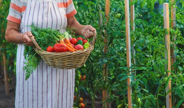 Senior Woman Harvesting Vegetables Garden Selective Focus Food — Stok fotoğraf