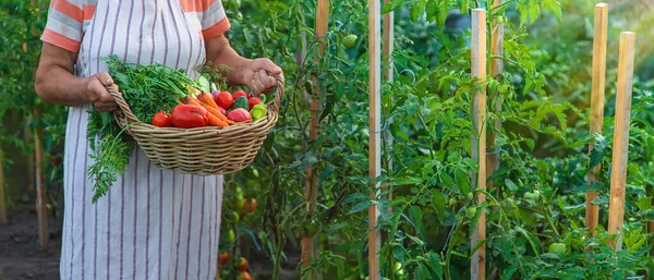 Senior Woman Harvesting Vegetables Garden Selective Focus Food — Stockfoto