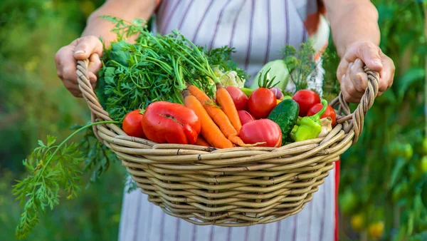 Senior Woman Harvesting Vegetables Garden Selective Focus Food — ストック写真