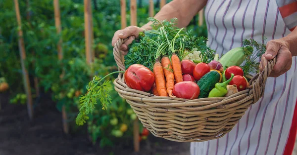 Senior Woman Harvesting Vegetables Garden Selective Focus Food — ストック写真