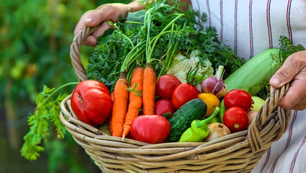 Senior Woman Harvesting Vegetables Garden Selective Focus Food — Foto de Stock