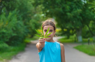 A child with a cannabis leaf in his hands. Selective focus. Nature.