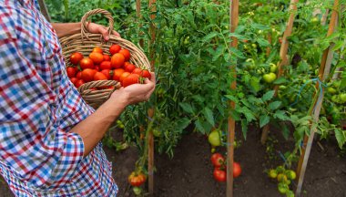 Male farmer harvests tomatoes in the garden. Selective focus. Food.