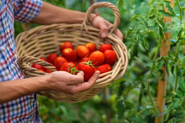 Male farmer harvests tomatoes in the garden. Selective focus. Food.