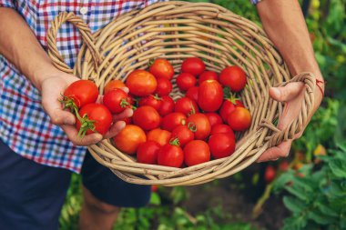 Male farmer harvests tomatoes in the garden. Selective focus. Food.