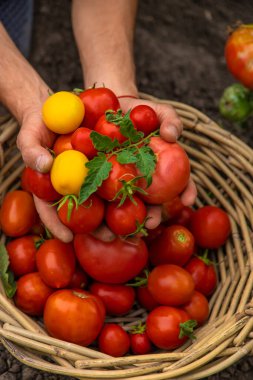 Male farmer harvests tomatoes in the garden. Selective focus. Food.