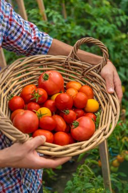 Male farmer harvests tomatoes in the garden. Selective focus. Food.
