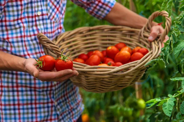 Male Farmer Harvests Tomatoes Garden Selective Focus Food — Stok fotoğraf